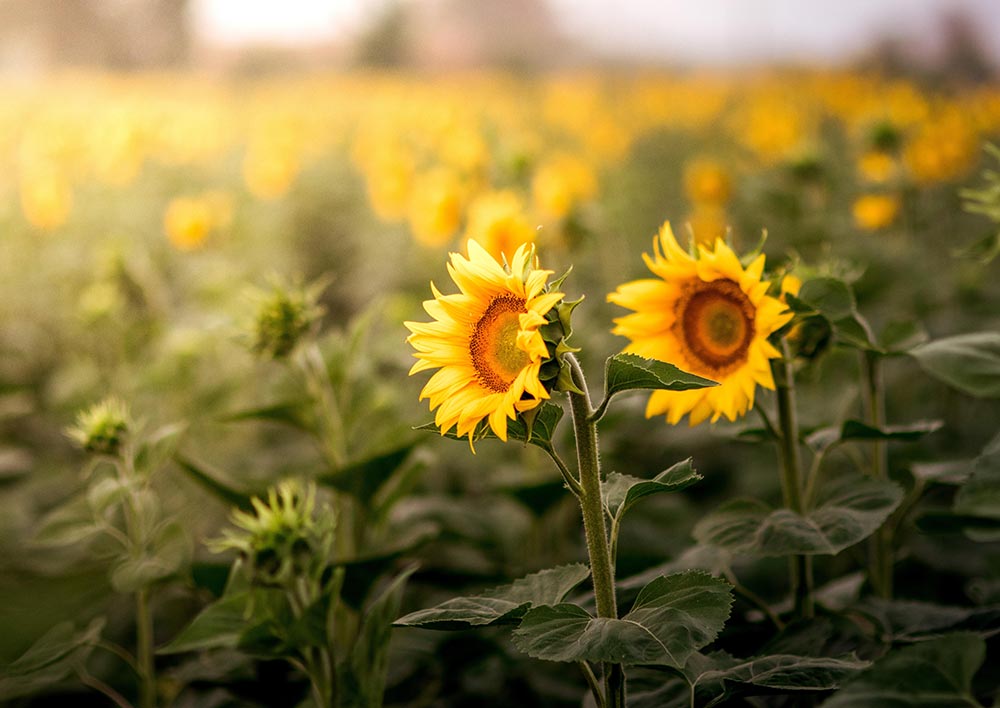 Tournesol suivant le soleil comme le crêrveau peut suivre son objectif
