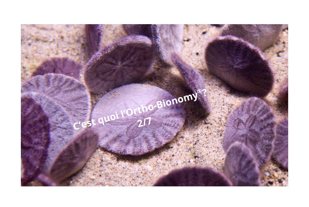 proprioception-articulations-psoas